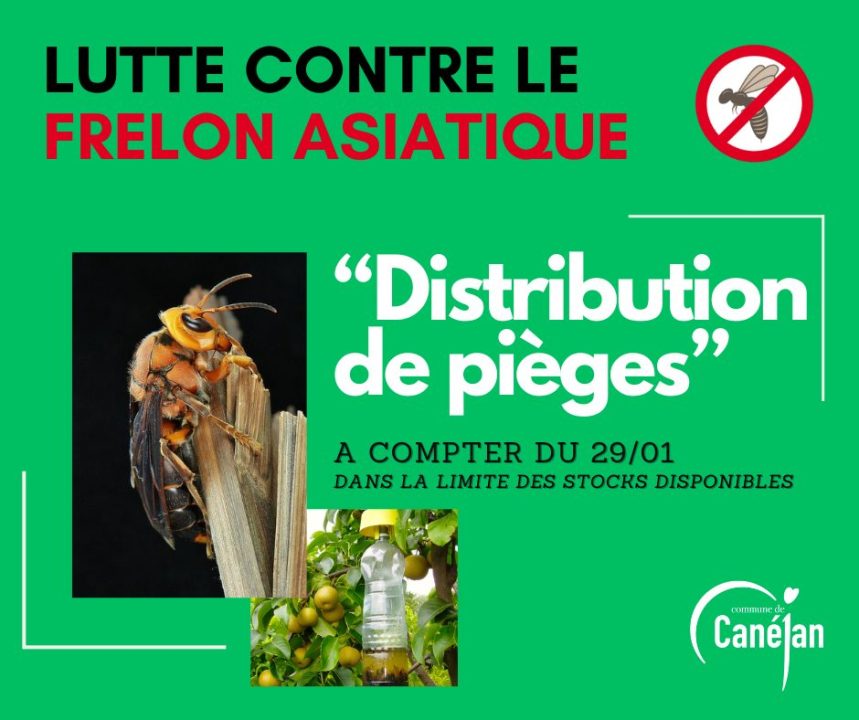protégez votre habitat avec notre assurance dédiée à l'élimination des frelons asiatiques. intervention rapide et solutions efficaces pour garantir votre sécurité.