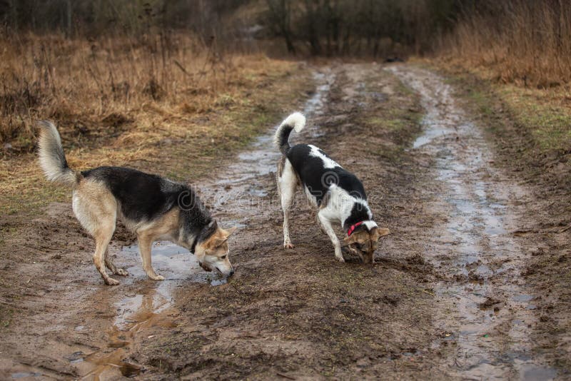découvrez les solutions efficaces pour empêcher vos chiens de creuser sous la clôture ainsi que les responsabilités légales liées à ce comportement.